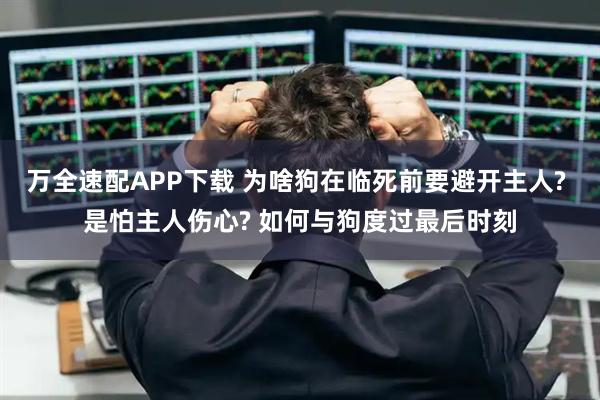 万全速配APP下载 为啥狗在临死前要避开主人? 是怕主人伤心? 如何与狗度过最后时刻